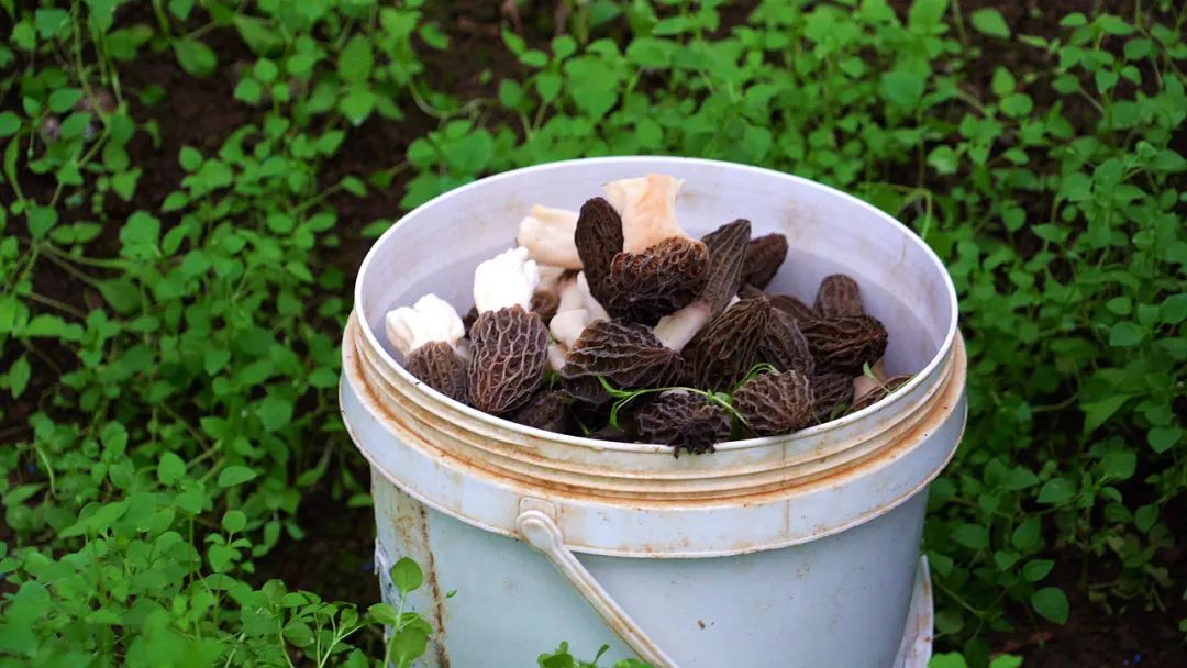 盘龙种菌达人让羊肚菌成为致富伞