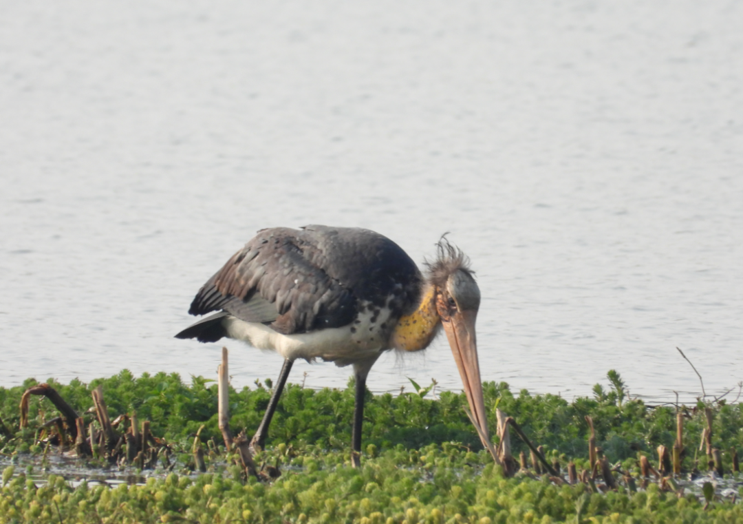 难得一见巨鸟秃鹳首次现身滇池