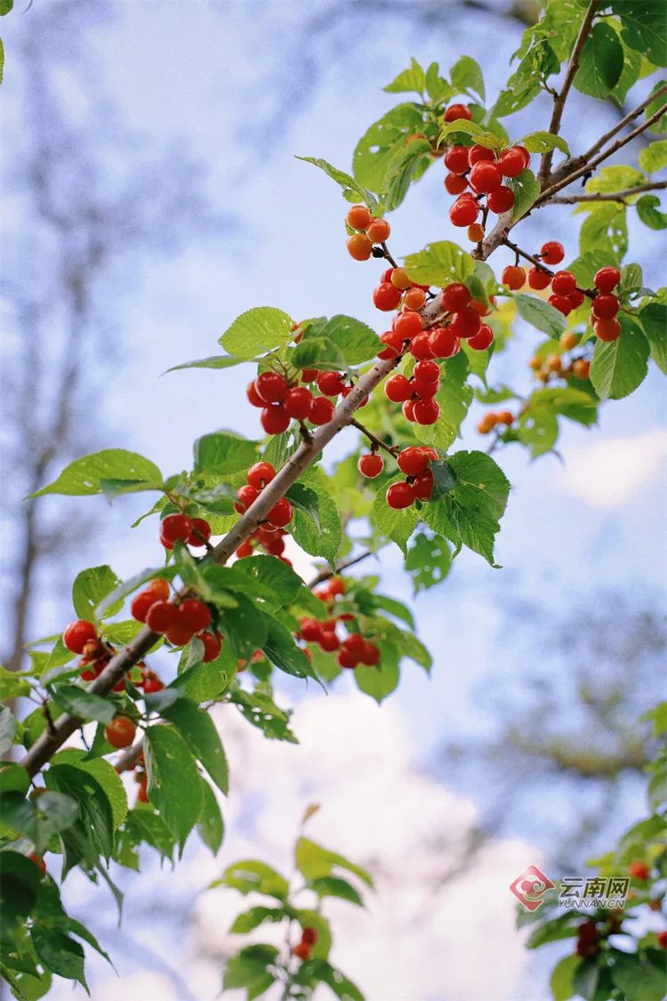 50元公斤昆明这种水果上市啦