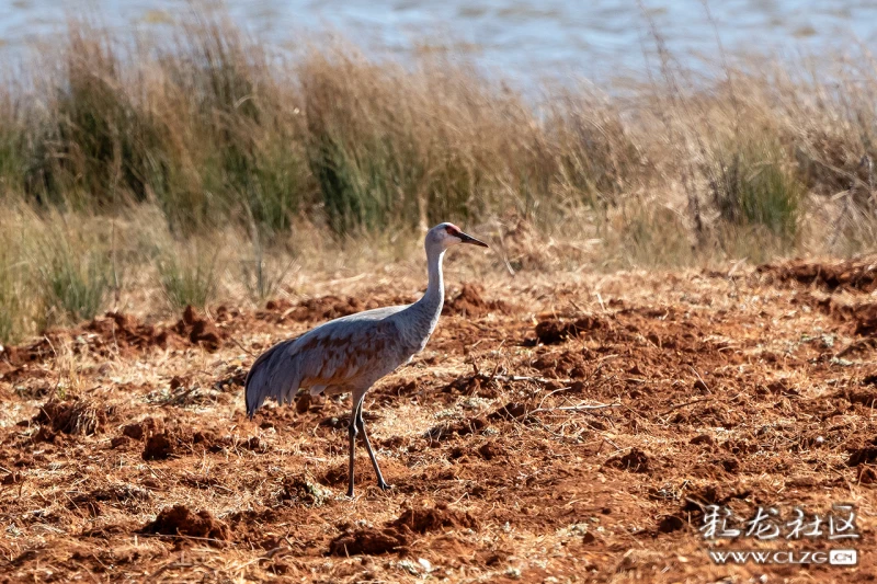 盘点2024一季度云南的雀神怪鸟