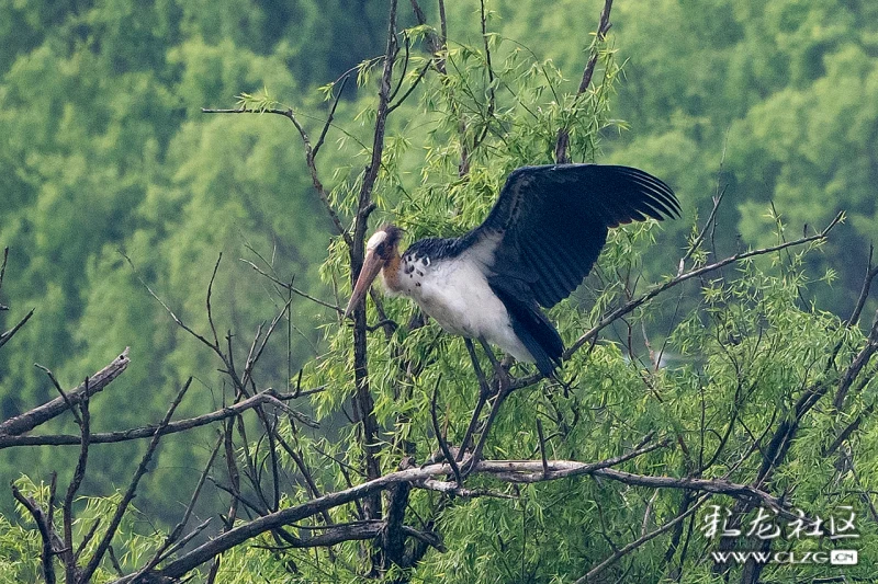 盘点2024一季度云南的雀神怪鸟