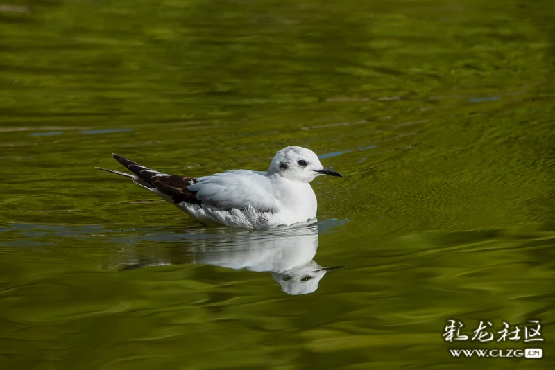 盘点2024一季度云南的雀神怪鸟
