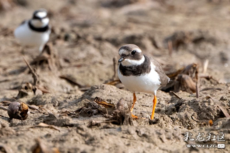 盘点2024一季度云南的雀神怪鸟