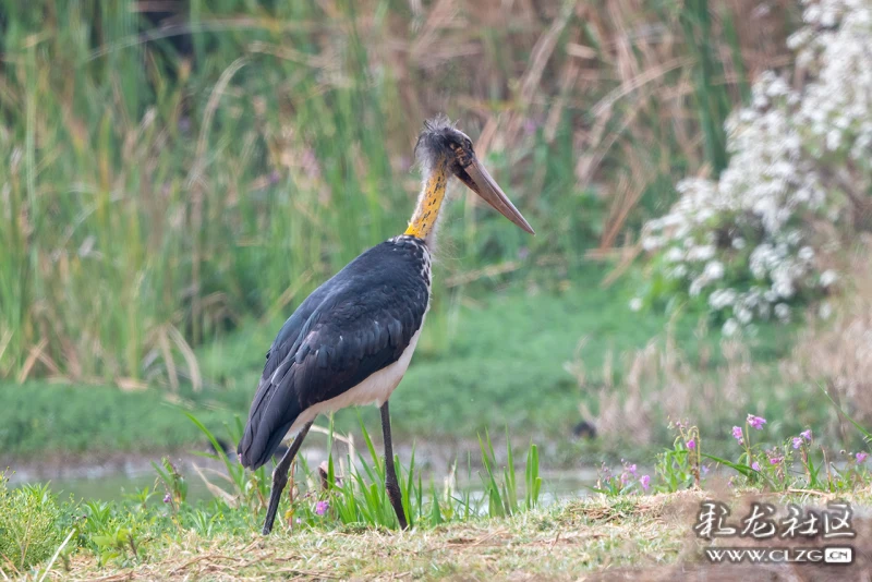 盘点2024一季度云南的雀神怪鸟