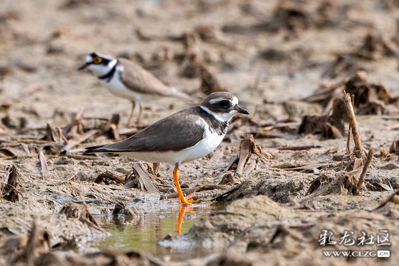 盘点2024一季度云南的雀神怪鸟
