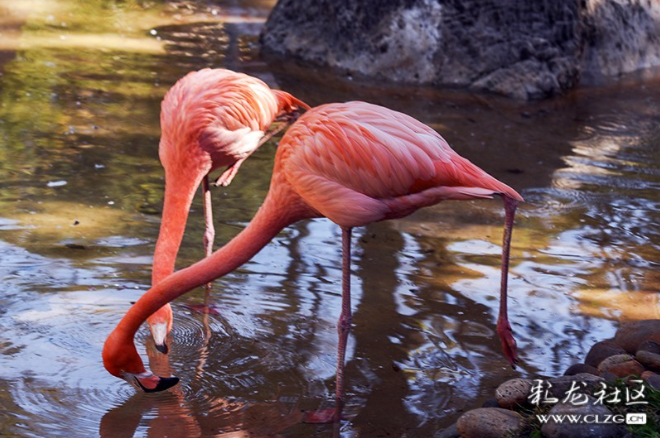 男子酒后嫌鸟太吵像在嘲笑自己打死10余只火烈鸟获刑5年