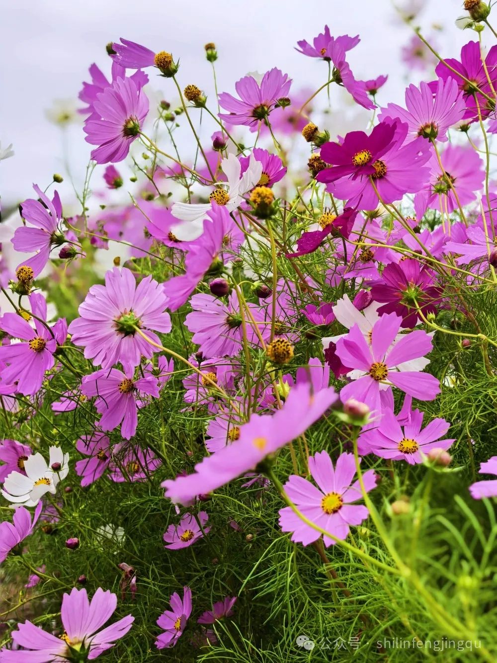 乃古石林 花海图片