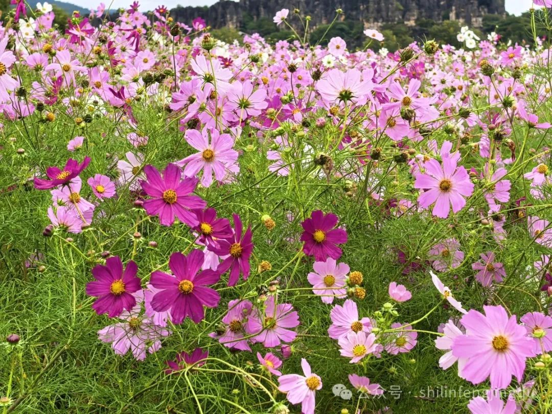 乃古石林 花海图片