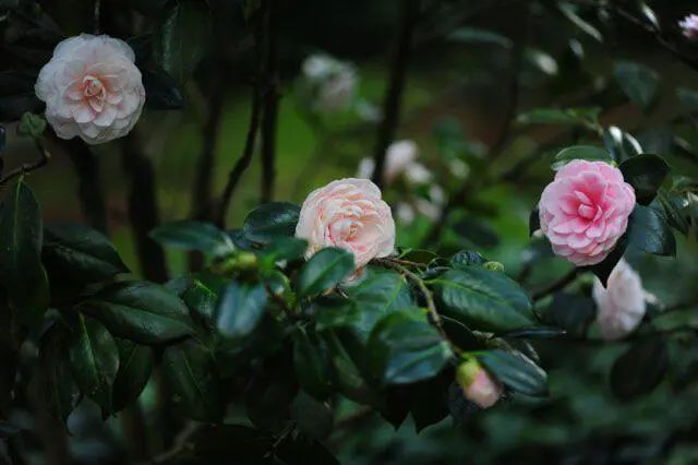 金殿茶花图片