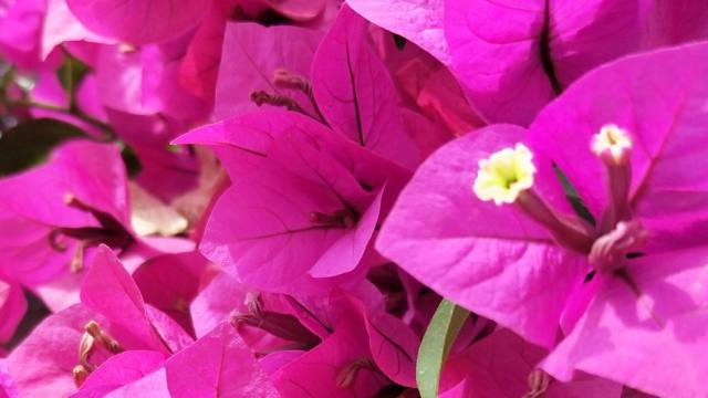 1 木子青禾树 爱水佳日华